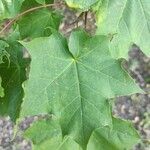 Acer cappadocicum 叶