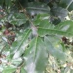 Prunus lusitanica Feuille