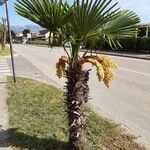 Trachycarpus fortuneiLehti