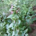 Stachys alpina Blomma