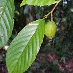Ticodendron incognitum Fruto