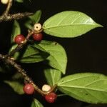 Ficus colubrinae Fruit