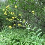 Sisymbrium strictissimum Diğer