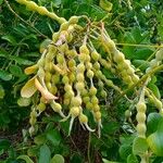 Sophora tomentosa Frugt