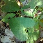 Aristolochia paucinervis Blad