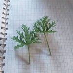 Pelargonium graveolens Ліст