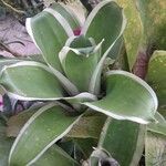 Billbergia pyramidalis Leaf