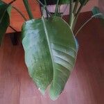 Strelitzia nicolaiLeaf