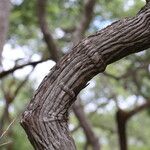 Vitex madiensis Casca