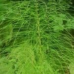 Equisetum sylvaticum Leht