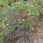 Cistus calycinus Blomma