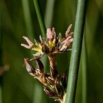 Juncus balticus Ffrwyth