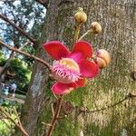 Couroupita guianensis Õis