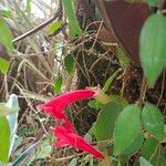 Aeschynanthus radicans Virág