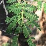 Albizia forbesii List