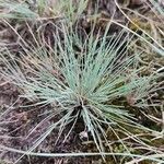 Corynephorus canescens Blatt