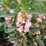 Impatiens balsamina Hábito