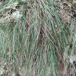 Festuca flavescens Hoja