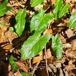 Arum cylindraceum Deilen