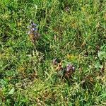 Orobanche ramosa Flower