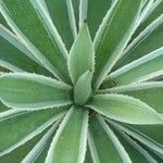 Agave vivipara Leaf