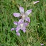 Malva sylvestrisBlomst