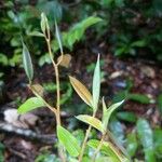 Xylopia pulcherrima Hoja