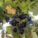 Vitis labrusca Φρούτο