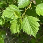 Crataegus douglasii Fuelha