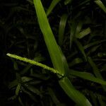 Hymenachne amplexicaulis Leaf