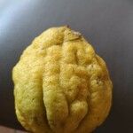 Citrus medica ഫലം