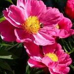 Paeonia mascula ശീലം