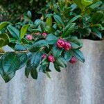 Syzygium paniculatum Листок