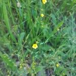 Linum trigynum Flower