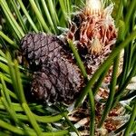 Pinus heldreichii Fruto