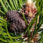 Pinus heldreichii Плод