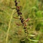 Ammannia baccifera Leaf