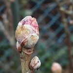 Ribes nigrum Leaf