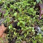 Stellaria crassifolia Blatt