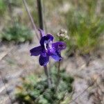 Delphinium nuttallianum Flower