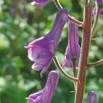 Aconitum septentrionale Květ