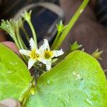 Nymphoides brevipedicellata Žiedas