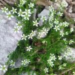 Moehringia ciliata Flower