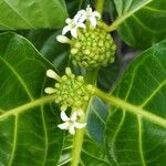 Morinda citrifoliaFlower