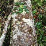 Cynometra retusa Corteza