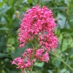 Centranthus ruberKukka