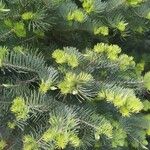 Abies concolorLeaf