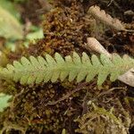 Grammitis villosissima Лист