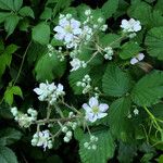 Rubus scaber Pokrój