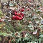 Cotoneaster glaucophyllus Fruit